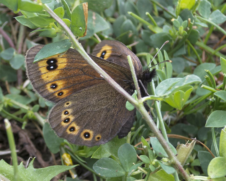 Erebia ?